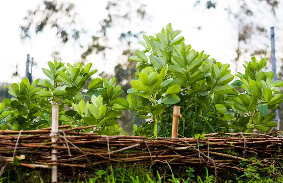 Exploring Closed-Loop Gardening: A Sustainable Approach