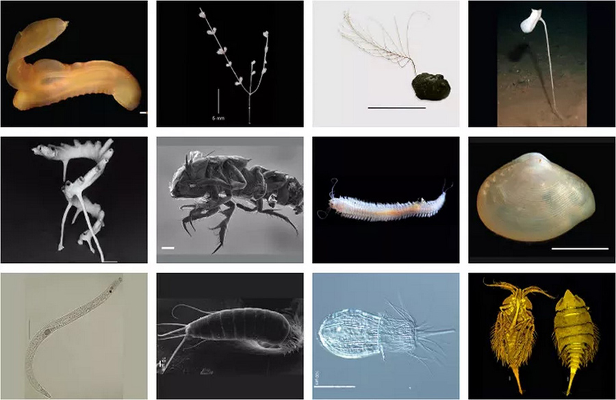 Exploring the Clarion-Clipperton Zone: A Treasure Trove of Deep-Sea Biodiversity