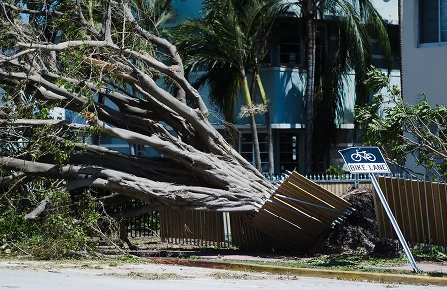 The Role of Trees in Post-Natural Disaster Recovery