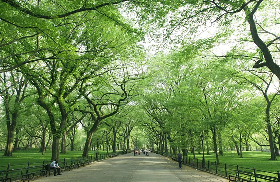 Trees: Nature's Medicine for Mental Health